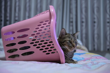 The cat is in the laundry basket.