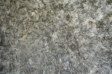 Old tree texture. Bark pattern, For background wood work, Bark of brown hardwood, thick bark hardwood, residential house wood. nature, tree, bark, hardwood, trunk, tree, tree trunk close up texture