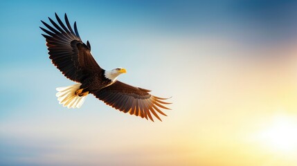 Obraz premium Majestic Eagle Soaring in a Vibrant Sky