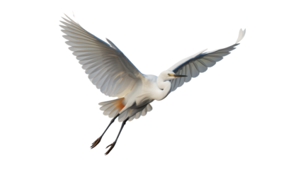 A white heron flying on transparent background.