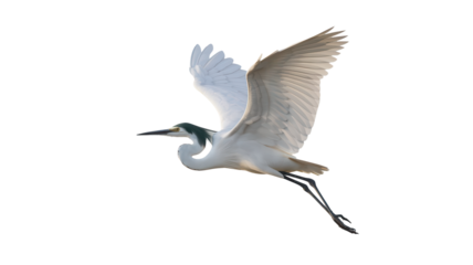 white heron flying on white background.