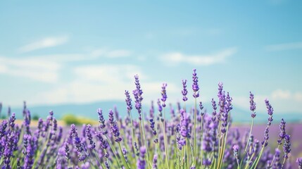 Naklejka premium Lavender Field Under Blue Sky