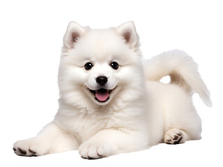 Obraz premium White samoyed pomerarian dog transparent background
