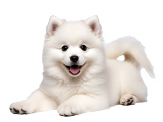 White samoyed pomerarian dog transparent background