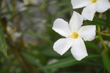 Nerium oleander in bloom, White siplicity bunch of flowers and green leaves on branches, Nerium Oleander shrub white flowers, ornamental shrub branches in daylight, bunch of flowers closeup