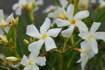 Nerium oleander in bloom, White siplicity bunch of flowers and green leaves on branches, Nerium...