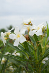 Nerium oleander in bloom, White siplicity bunch of flowers and green leaves on branches, Nerium...