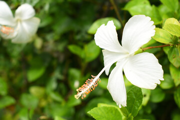 Beautiful flower of Shoeblack on plant, flower, white Shoeblackplant flower, shoeblackplant flowers bloom among its dense leaves, Beautiful big white flower closeup, Chakwal, Punjab, Pakistan