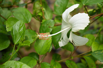 Beautiful flower of Shoeblack on plant, flower, white Shoeblackplant flower, shoeblackplant flowers bloom among its dense leaves, Beautiful big white flower closeup, Chakwal, Punjab, Pakistan