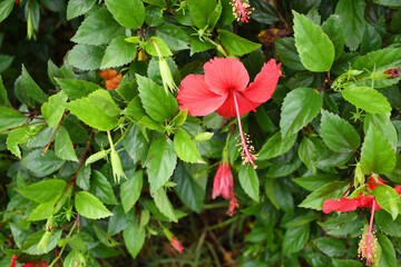 flower of Shoeblackplant plant, red Shoeblackplant flower, shoeblackplant flowers bloom among its dense leaves, Beautiful red flower closeup, Chakwal, Punjab, Pakistan