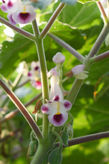 Obraz premium Martynia annua L. (MARTYNIACEAE) Common name: Cat's claw, Tiger's claw, Iceplant, Devil's claw, white purple flowers, wild flower, Devils Claws flower, Tiger Claws flower, Chakwal, Punjab, Pakistan