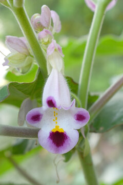 Martynia annua L. (MARTYNIACEAE) Common name: Cat's claw, Tiger's claw, Iceplant, Devil's claw, white purple flowers, wild flower, Devils Claws flower, Tiger Claws flower, Chakwal, Punjab, Pakistan