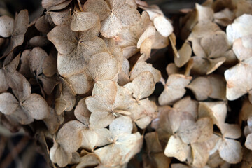 dried flower, dried hydrangea, background