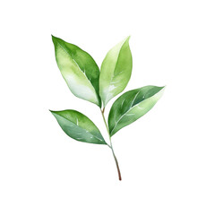 Fototapeta premium Green leaf branch watercolor painting is perfect for nature themed designs, botanical prints, eco friendly branding, and organic product packaging. Generative AI