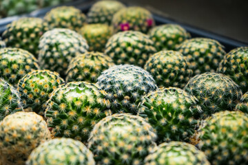 Beauty Cactus Cluster in Pot