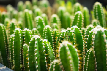 Beauty Cactus Cluster in Pot