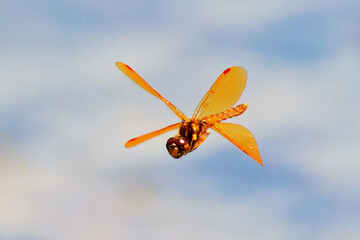 The eastern amberwing dragonfly  (Perithemis tenera) in flight. It is very small dragonfly.  The males have orange or amber wings.