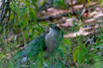 Bird of prey Cooper's hawk (Accipiter cooperii), also known as the Cooper hawk is American native animal.