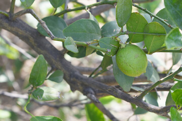 fresh lemon on plant closeup, Close-up Lemon fruit hanging on tree, photo of fresh lemons plants, Bunch of fresh ripe lemons on a lemon tree branch, Ripe fresh lemon hangs on tree branch in sunshine. 