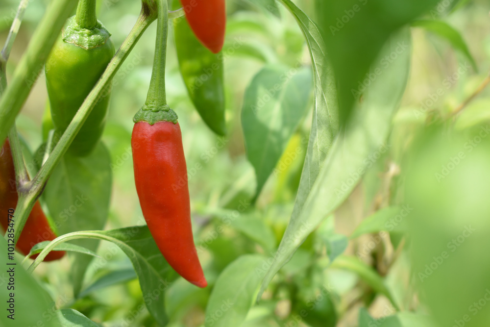 Wall mural fresh red chili vegetable on plant closeup, chili plants in organic farming, chilies closeup in fiel