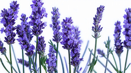 Naklejka premium sprig of delicate lavender flowers with tiny purple blooms