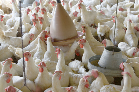 Layer farm, Group of healthy white chicken in poultry farm closeup, poultry, layer hens for eggs, poultry and livestock Chicken, Poultry farm with chicken, White chicken Farming feed in indoor housing