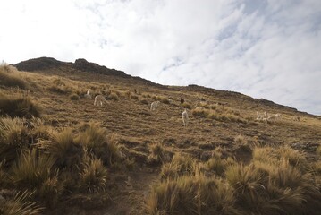 Peru la Cima Pass , La Oroya , Santa Rosa de Ocopa Monastery , Huancayo 
