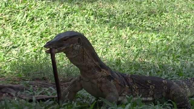 Close-up of monitor lizard eating a snake in a park in central Bangkok, Thailand