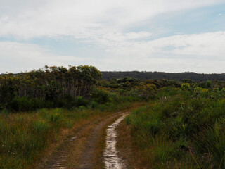 nature in the landscape with a dirt road going through the middle