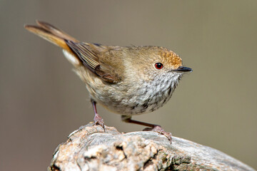 Brown Thornbill (Acanthiza pusilla)