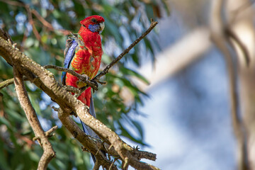 Crimson Rosella (Platycercus elegans)