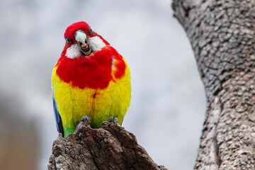 Eastern Rosella (Platycercus eximius)
