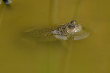 Obraz premium Gelbbauchunke // Yellow-bellied toad (Bombina variegata)