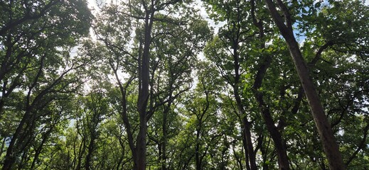 Fototapeta premium Sunlit Forest Canopy with Lush Green Leaves and Tall Trees