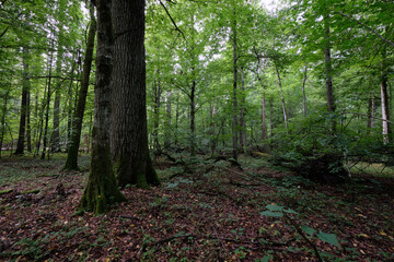 Summertime deciduous forest with broken old trees