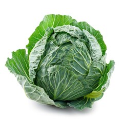 a head of cabbage on a white background