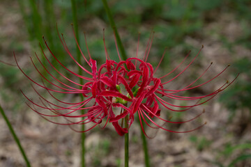 赤い曼珠沙華のアップ