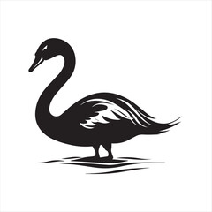 black swan on white,swan, bird, animal, vector, illustration, water, silhouette, symbol, love, lake, nature, art, duck, birds, cartoon, drawing, feather, black, beak, icon, design, wing, swimming, swa