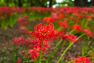 赤い曼珠沙華の風景