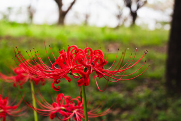 赤い曼珠沙華の風景