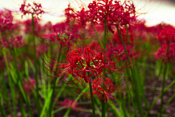 赤い曼珠沙華の風景