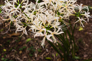 白い曼珠沙華の咲く風景