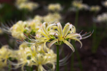 Obraz premium 白い曼珠沙華の咲く風景