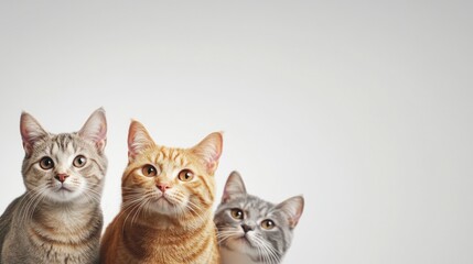 Obraz premium Three Curious Cats Looking Up