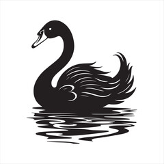 black swan on white background