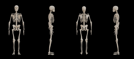 a human skeleton front, back, side posed view medical anatomy