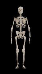 human skeleton medical anatomy