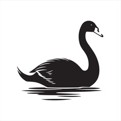 black swan on white background