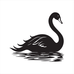black swan on white background