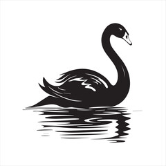 black swan on white background